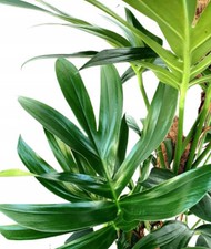 Rhaphidophora decursiva , 50