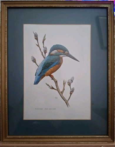 Kingfisher alcedo atthis - kingfisher,