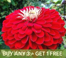 Zinnia Seeds | Dahlia-flowered