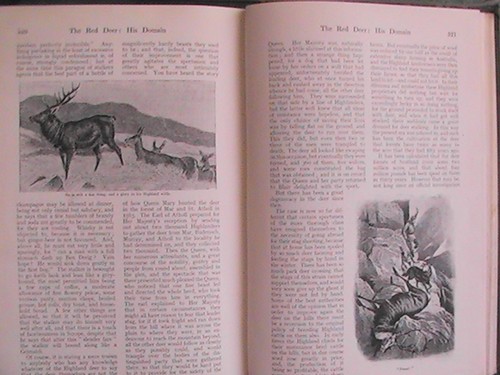 Red deer stag - red,