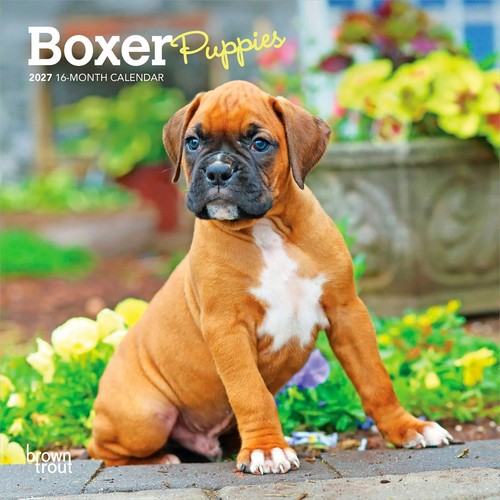 Boxer puppies mini calendar - puppies,