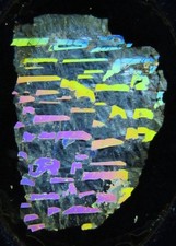 Antique microscope slide by Moritz Hensoldt. Graphic Granite from Cornwall.