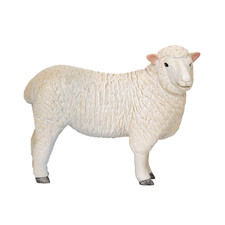 Romney Sheep Ram farm animals