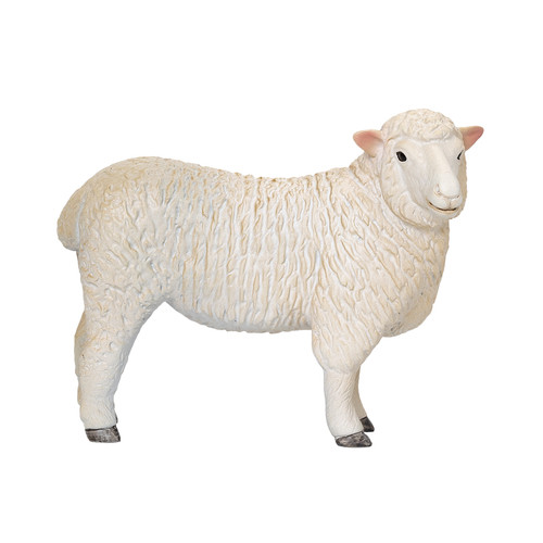 Romney sheep ram - romney, farm