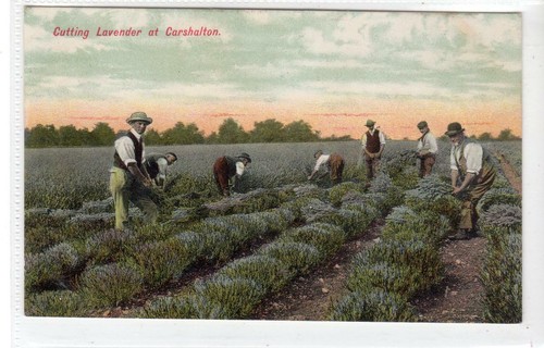 Cutting lavender - cutting, at