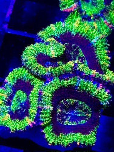 Cba rainbow acan - rainbow,