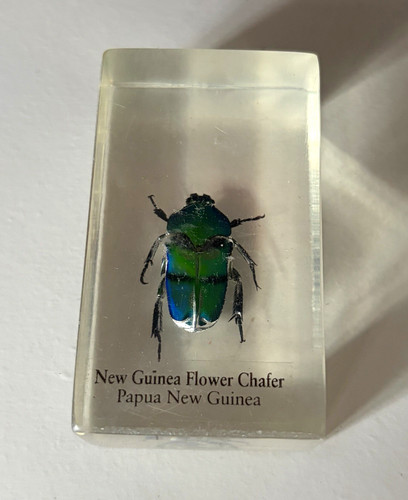 New guinea flower - new,