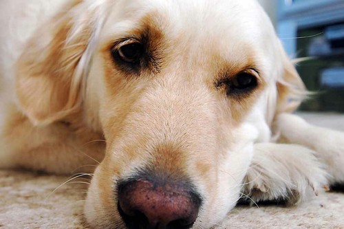 Golden retriever dog - golden,