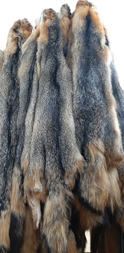 Tanned grey fox - tanned,