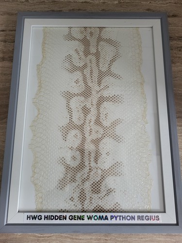 Genuine framed ball python - ball,