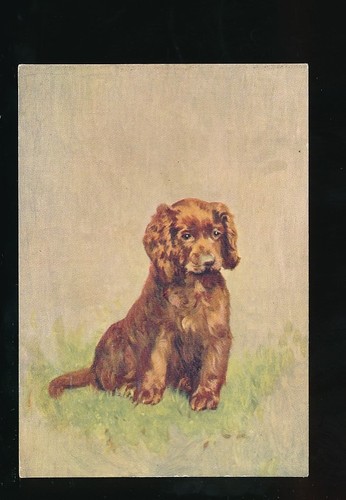 Dogs sussex spaniel de - sussex, #25