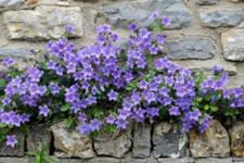 Campanula blue drought - 3x,