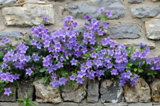 3x Campanula Blue drought