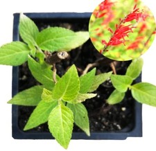 Organic Pineapple Sage Plant