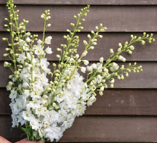 25 Limelight White Delphinium Seeds