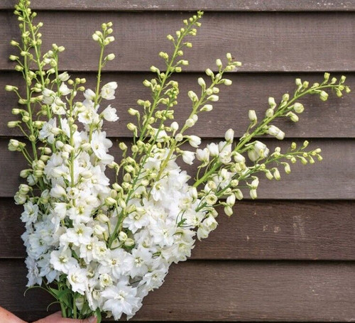 Limelight white delphinium - 25,
