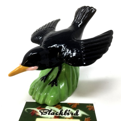 Wade blackbird with worm - blackbird,