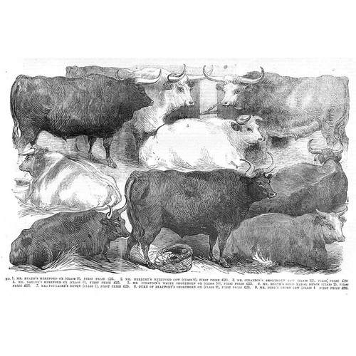 Smithfield club show - show,, hereford