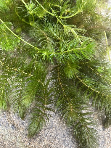 150g hornwort pond weed - 150g,