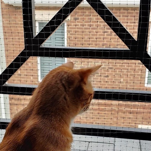 Durable cat window sill fence - window,