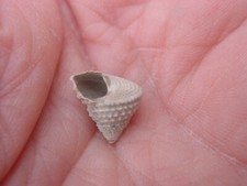 VERY RARE Bartonian Eocene Calliostoma nodulosum Trochidae Upper Barton Beds UK