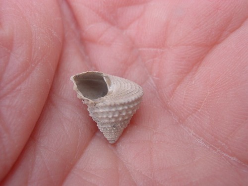 Very rare bartonian eocene - bartonian,