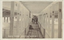 Harrow Weald near Stanmore. Duck Farm by Hebblewhite, Wealdstone. Poultry Shed.