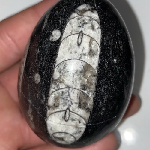 Stunning polished orthoceras - stunning,