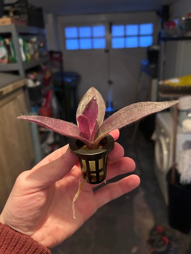 Tradescantia velvet purple - velvet,