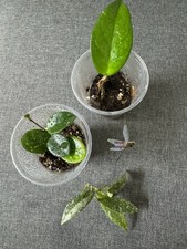 Hoya Bundle Pack of 3 Plants