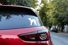 Custom bedlington terrier - bedlington,