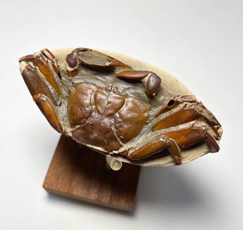 Fossil crab complete - fossil, crab,