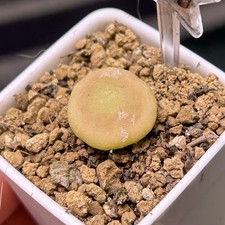 Exact Plant，1pcs Conophytum