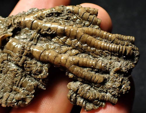 Detailed crinoid head fossil