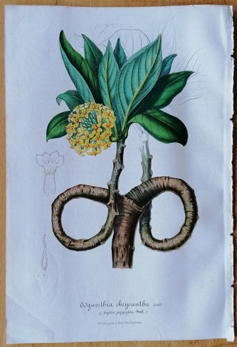 Van houtte flore - de, serres