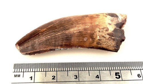 Genuine quality 6cm - genuine,