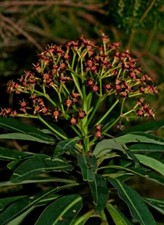 Euphorbia mellifera - 9cm pot