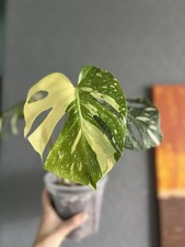 Monstera Deliciosa Thai Constellation Beautiful Houseplant Rare Plant