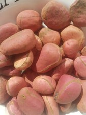 Kola nut bissy cola - nut,,