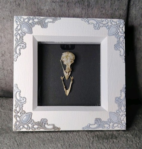 Real sparrow skull taxidermy - real, skull,