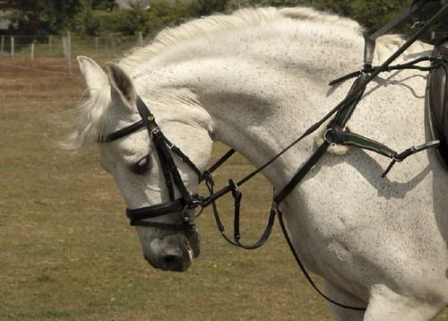 Rhinegold point breastplate - rhinegold,