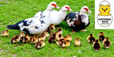 1 MUSCOVY DUCK FERTILE