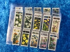 Will's Wild Flowers Second 2nd