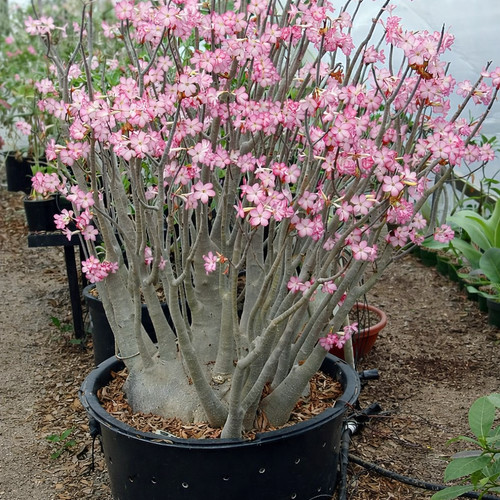100 adenium arabicum - adenium,
