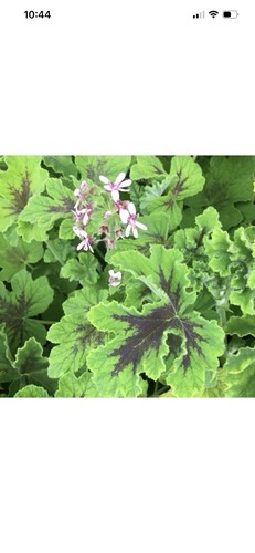Pelargonium scented chocolate - pelargonium,