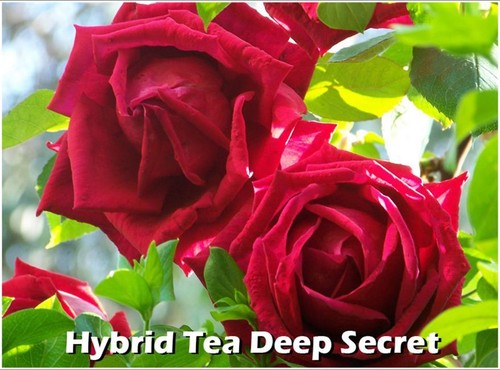 Spring growing red fragrant - growing,