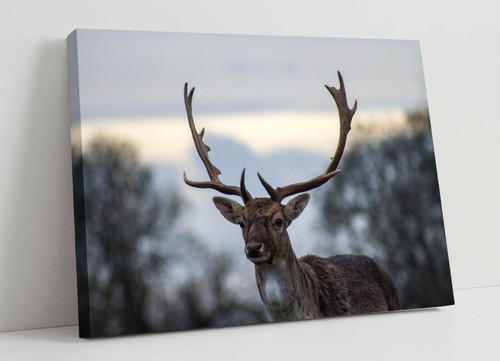 Stag large canvas wall - stag,