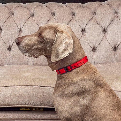 Bioflow magnetic dog collar - magnetic,