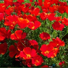 FLOWER - CALIFORNIA POPPY -