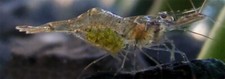 Live freshwater ghost - live,